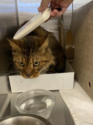 Shelter Stray Female Cat last seen Near 24th pl sw, IRC AC, FL, 6230 77th St, Vero Beach, FL 32967, USA