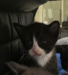 Shelter Stray Male Cat last seen Near Sonrise Sq, Fellsmere, FL, 6230 77th St, Vero Beach, FL 32967, USA