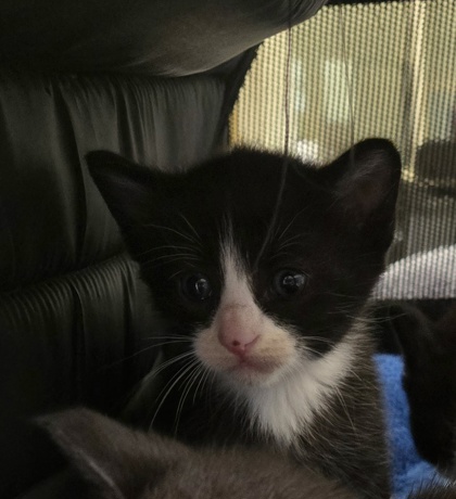 Shelter Stray Male Cat last seen Near Sonrise Sq, Fellsmere, FL, 6230 77th St, Vero Beach, FL 32967, USA