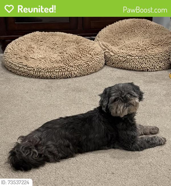 Reunited Male Dog last seen Washington Street and Hazel Street, Bentleyville, PA 15314