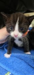 Shelter Stray Female Cat last seen Near Sonrise Sq, Fellsmere, FL, 6230 77th St, Vero Beach, FL 32967, USA