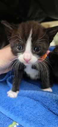 Shelter Stray Female Cat last seen Near Sonrise Sq, Fellsmere, FL, 6230 77th St, Vero Beach, FL 32967, USA