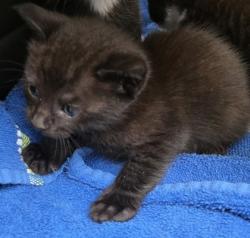Shelter Stray Female Cat last seen Near Sonrise Sq, Fellsmere, FL, 6230 77th St, Vero Beach, FL 32967, USA