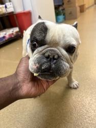 Shelter Stray Male Dog last seen Ray Ave, Desoto, TX, 1150 E Pleasant Run Rd, Cedar Hill, TX 75104, USA