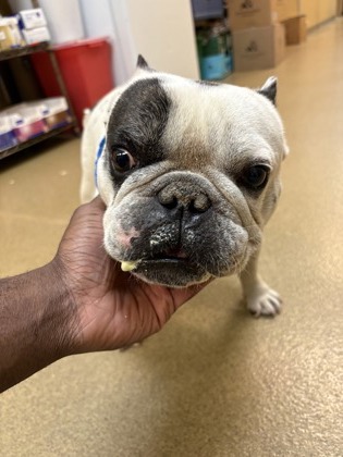 Shelter Stray Male Dog last seen Ray Ave, Desoto, TX, 1150 E Pleasant Run Rd, Cedar Hill, TX 75104, USA