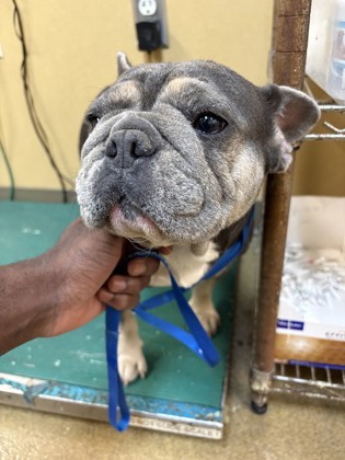 Shelter Stray Female Dog last seen Ray Ave, Desoto, TX, 1150 E Pleasant Run Rd, Cedar Hill, TX 75104, USA
