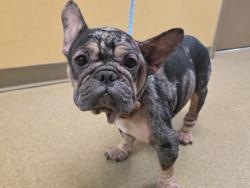 Shelter Stray Female Dog last seen Near n waterford oaks, Cedar Hill, TX, 1150 E Pleasant Run Rd, Cedar Hill, TX 75104, USA