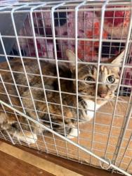 Shelter Stray Unknown Cat last seen Shockley Ave, Desoto, TX, 1150 E Pleasant Run Rd, Cedar Hill, TX 75104, USA