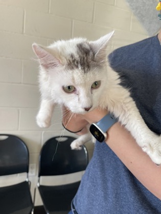 Shelter Stray Female Cat last seen Near Lee Drive, 70808, LA, 2550 Gourrier Ave, Baton Rouge, LA 70820, USA