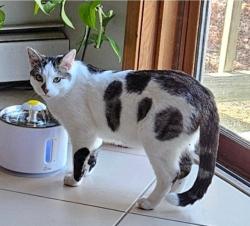 Lost Male Cat last seen Estabrook rd and old Westboro rd in North Grafton MA, Grafton, MA 01519