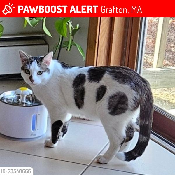 Lost Male Cat last seen Estabrook rd and old Westboro rd in North Grafton MA, Grafton, MA 01519