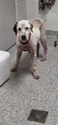 Shelter Stray Male Dog last seen Near Lindsey Lane, Knox County ASO, TN, 3201 Division St, Knoxville, TN 37919, USA
