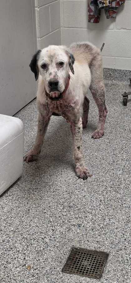 Shelter Stray Male Dog last seen Near Lindsey Lane, Knox County ASO, TN, 3201 Division St, Knoxville, TN 37919, USA