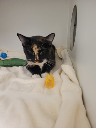 Shelter Stray Female Cat last seen Town of Vienna, VA,22183, Fairfax City, VA, 4500 West Ox Rd, Fairfax, VA 22030, USA