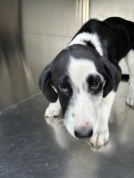 Shelter Stray Male Dog last seen GLENMORE AVE, Central District, TX, 355 Hillshire Dr, Haslet, TX 76052, USA