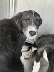Shelter Stray Male Dog last seen GLENMORE AVE, Central District, TX, 355 Hillshire Dr, Haslet, TX 76052, USA