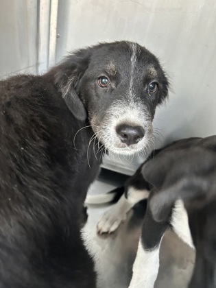 Shelter Stray Male Dog last seen GLENMORE AVE, Central District, TX, 355 Hillshire Dr, Haslet, TX 76052, USA