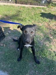 Shelter Stray Female Dog last seen Near Flamingo Rd, South District, TX, 355 Hillshire Dr, Haslet, TX 76052, USA