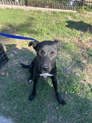 Shelter Stray Female Dog last seen Near Flamingo Rd, South District, TX, 355 Hillshire Dr, Haslet, TX 76052, USA