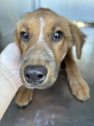 Shelter Stray Female Dog last seen Near S Sylvania Ave, Central District, TX, 355 Hillshire Dr, Haslet, TX 76052, USA