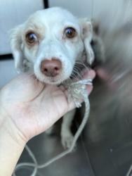 Shelter Stray Female Dog last seen Near S Sylvania Ave, Central District, TX, 355 Hillshire Dr, Haslet, TX 76052, USA