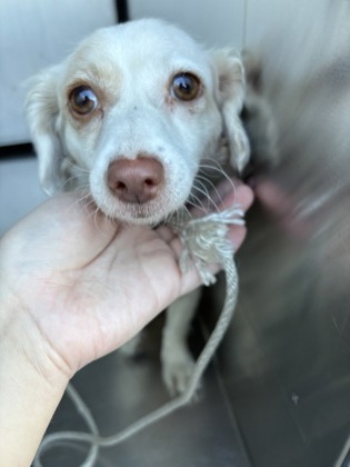 Shelter Stray Female Dog last seen Near S Sylvania Ave, Central District, TX, 355 Hillshire Dr, Haslet, TX 76052, USA