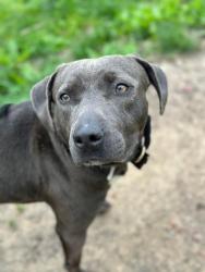 Shelter Stray Male Dog last seen Near Boyd St, 21223, MD, 2490 Giles Rd, Baltimore, MD 21225, USA