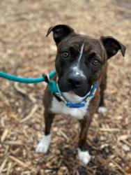 Shelter Stray Female Dog last seen Near Boyd St, 21223, MD, 2490 Giles Rd, Baltimore, MD 21225, USA