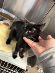 Shelter Stray Female Cat last seen Near Mark Trail, Decatur, GA, 30032, 30032, GA, 3280 Chamblee Dunwoody Rd, Chamblee, GA 30341, USA