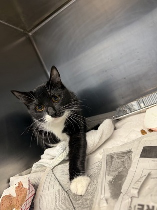 Shelter Stray Female Cat last seen Near Mark Trail, Decatur, GA, 30032, 30032, GA, 3280 Chamblee Dunwoody Rd, Chamblee, GA 30341, USA