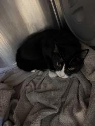Shelter Stray Male Cat last seen Near Mark Trail, Decatur, GA, 30032, 30032, GA, 3280 Chamblee Dunwoody Rd, Chamblee, GA 30341, USA