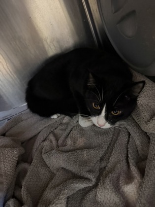 Shelter Stray Male Cat last seen Near Mark Trail, Decatur, GA, 30032, 30032, GA, 3280 Chamblee Dunwoody Rd, Chamblee, GA 30341, USA