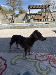 Found/Stray Female Dog last seen Front and W Kansas, Midland TX, Honea Path, SC 29654