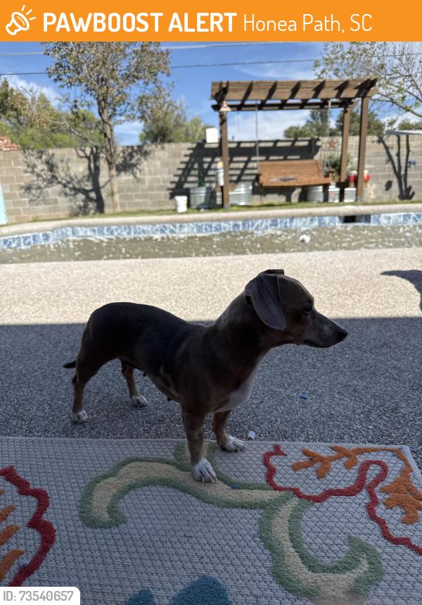 Found/Stray Female Dog last seen Front and W Kansas, Midland TX, Honea Path, SC 29654