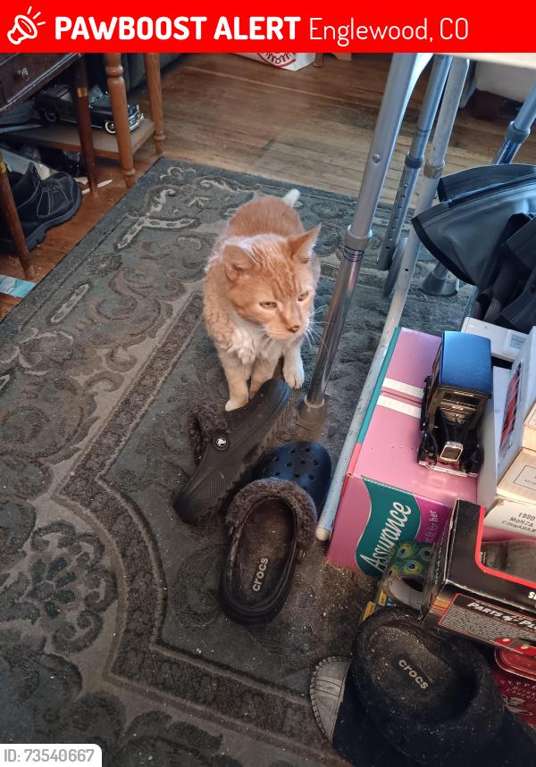 Lost Male Cat last seen Bonnock and quincy, Englewood, CO 80110
