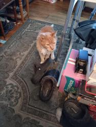 Lost Male Cat last seen Bonnock and quincy, Englewood, CO 80110