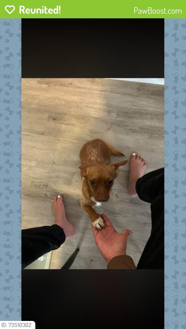 Reunited Female Dog last seen Coors and arenal, Albuquerque, NM 87121