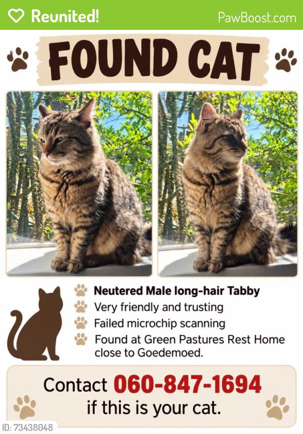 Reunited Male Cat last seen Near Jagger St, Durbanville, Cape Town, 7550, South Africa, Cape Town, WC 7550