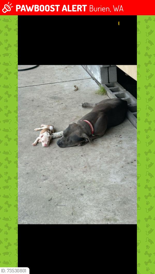 Lost Male Dog last seen Burien Safeway @ transit center, Burien, WA 98166