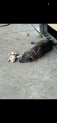 Lost Male Dog last seen Burien Safeway @ transit center, Burien, WA 98166