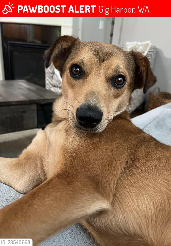 Lost Female Dog last seen Beach, Gig Harbor, WA 98335