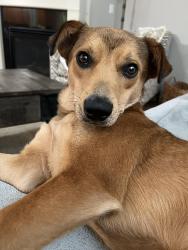 Lost Female Dog last seen Beach, Gig Harbor, WA 98335