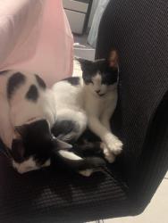 Lost Male Cat last seen tilton avenue, Riverside, CA 92509