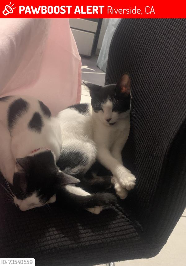 Lost Male Cat last seen tilton avenue, Riverside, CA 92509
