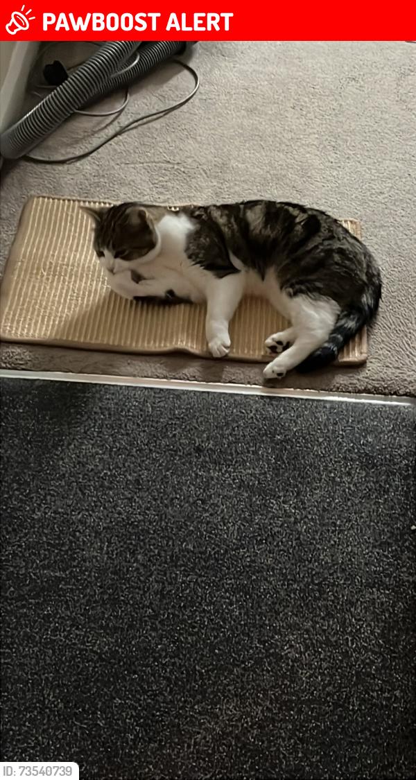Lost Male Cat last seen Barlow hall primary, Greater Manchester, England M21 7HX