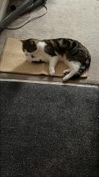 Lost Male Cat last seen Barlow hall primary, Greater Manchester, England M21 7HX
