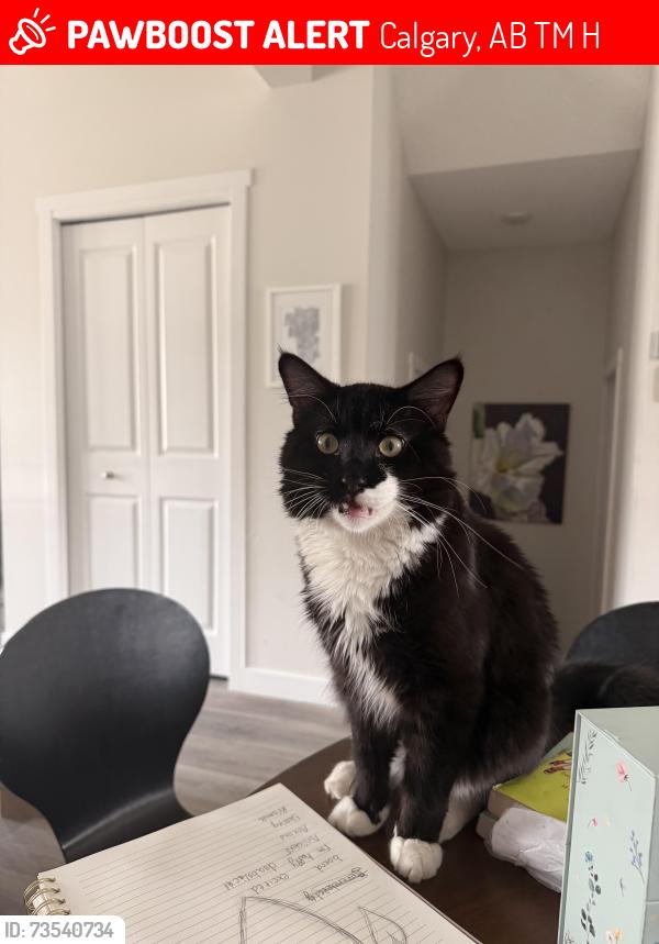 Lost Male Cat last seen Aberhart Highschool, Calgary, AB T2M 4H2