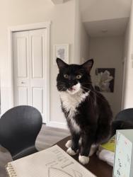 Lost Male Cat last seen Aberhart Highschool, Calgary, AB T2M 4H2