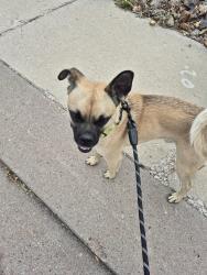 Reunited Male Dog last seen Vicker and Northwind Dr, Colorado Springs, CO 80918