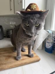 Lost Male Cat last seen 19th and Flower, Santa Ana, CA 92701